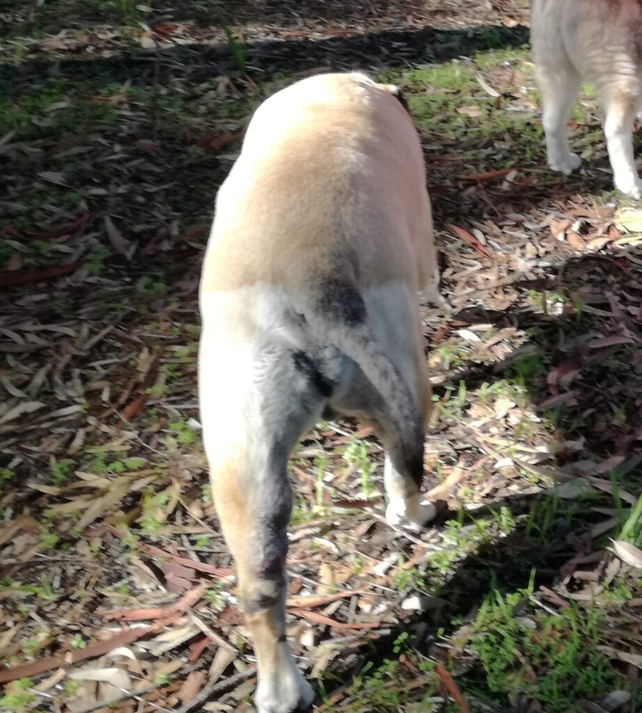 Visible growths on the hind leg of a large dog with mast cell cancer.