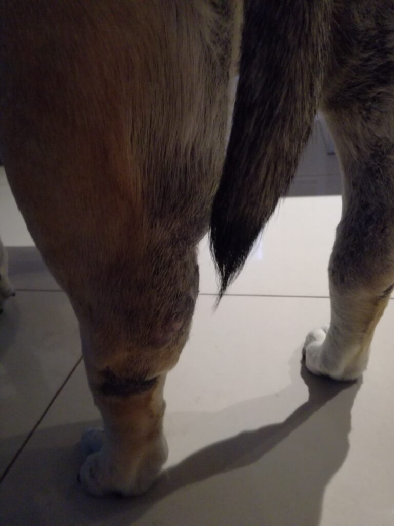 A large mast cell tumor on the hind leg of a dog