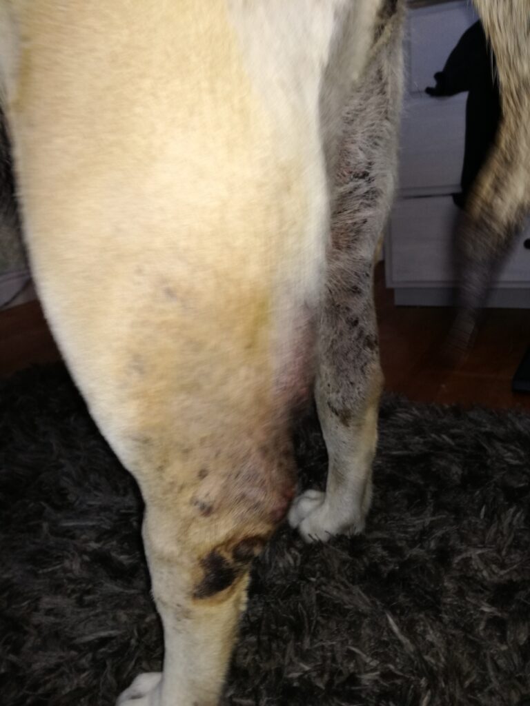 Mast cell tumor in the back leg of dog
