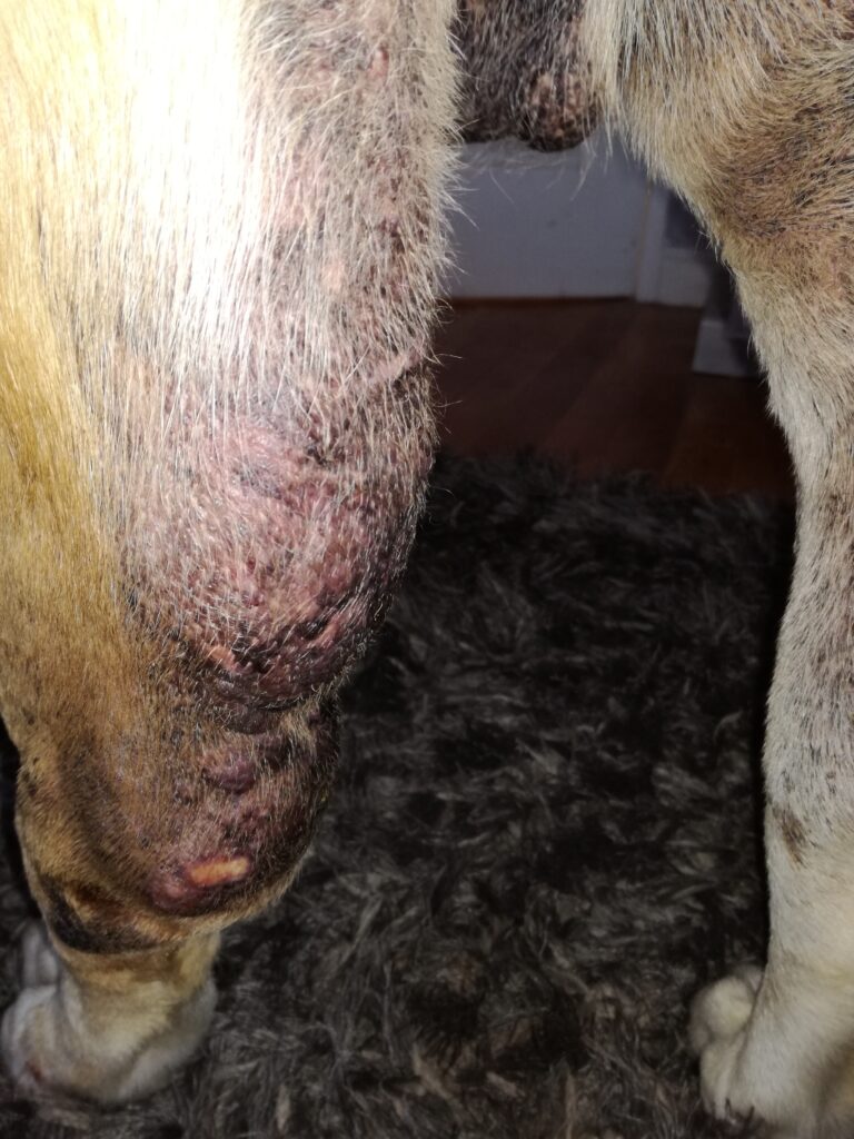 Aggressive and ulcerated mast cell tumor in back leg of dog