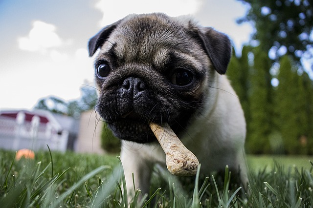 A pug eating a bone as part of a healthy pet diet.