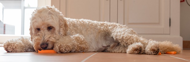 A dog eating a carrot as part of a healthy immune boosting diet.