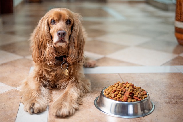 Brown English Cocker Spaniel lying on the floor next to a bowl of dog food