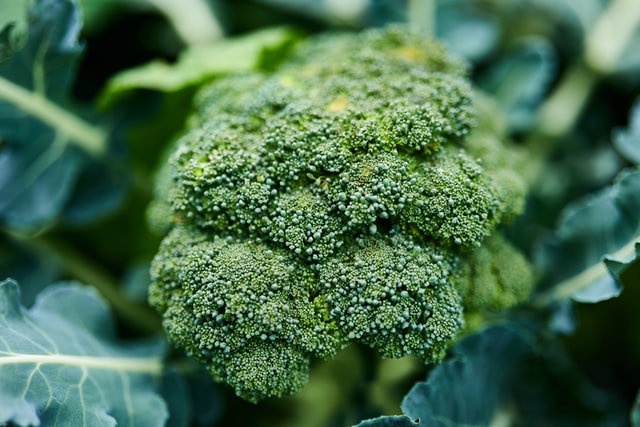 a head of broccoli florets