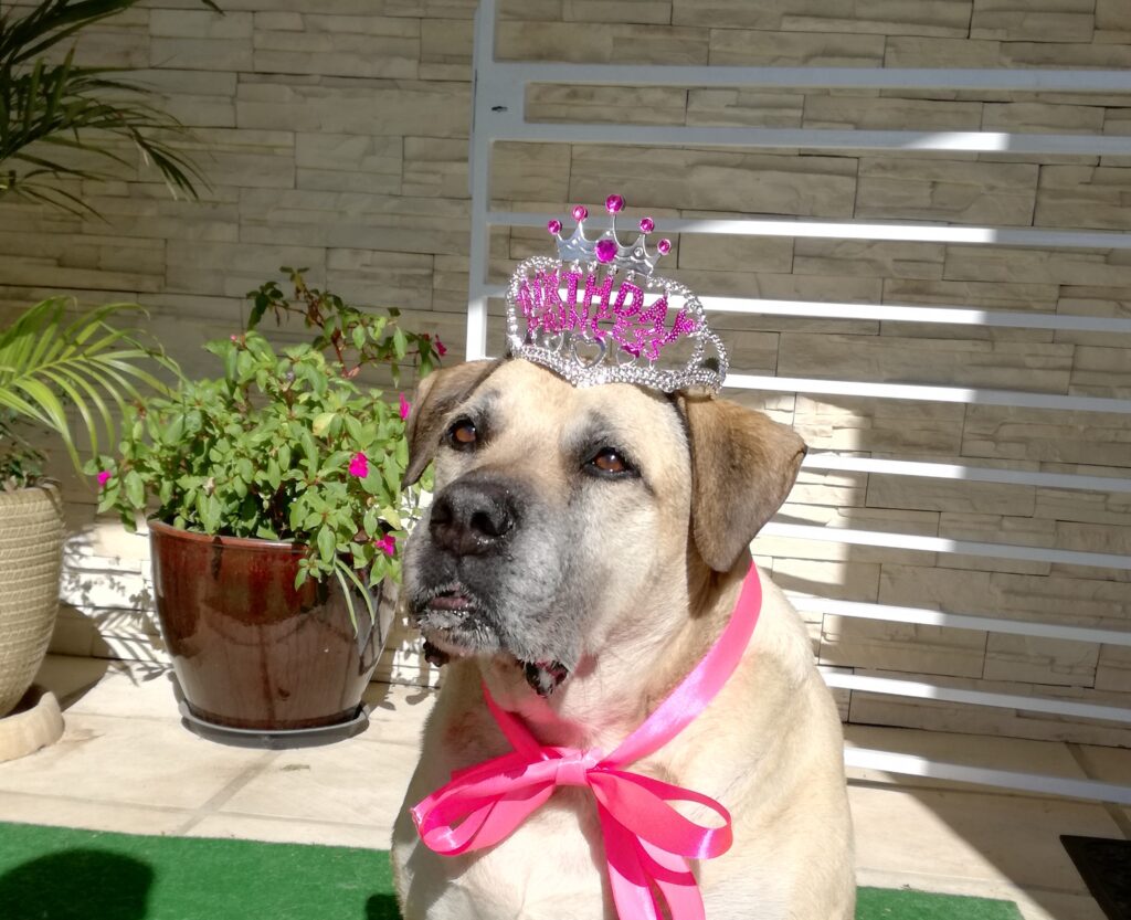 Big dog, Sasha, celebrates her twelfth birthday wearing a tiara and pink bow. Sasha had mast cell cancer.