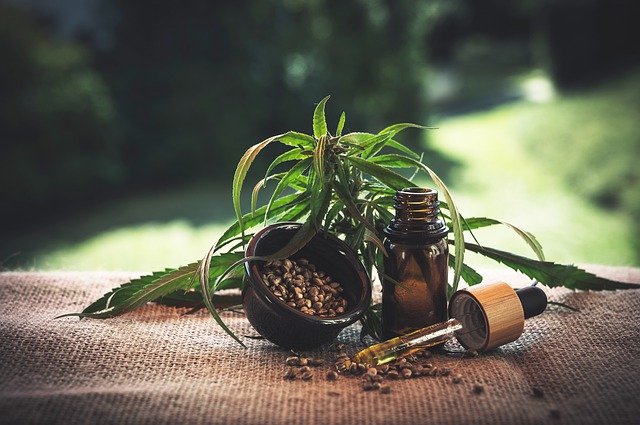 CBD oil in a dropper next to a cannabis plant with seed