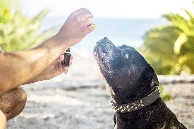 Full-spectrum CBD oil being fed to a black dog in a dropper for its pain management and cancer fighting properties. 