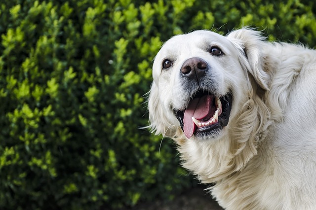 A panting Golden Retriever with tongue hanging out