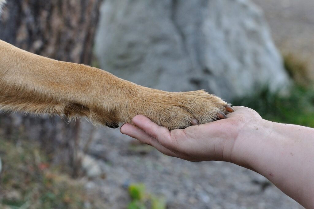 A person holding a dog's paw signifying the bond between a dog and their owner. 