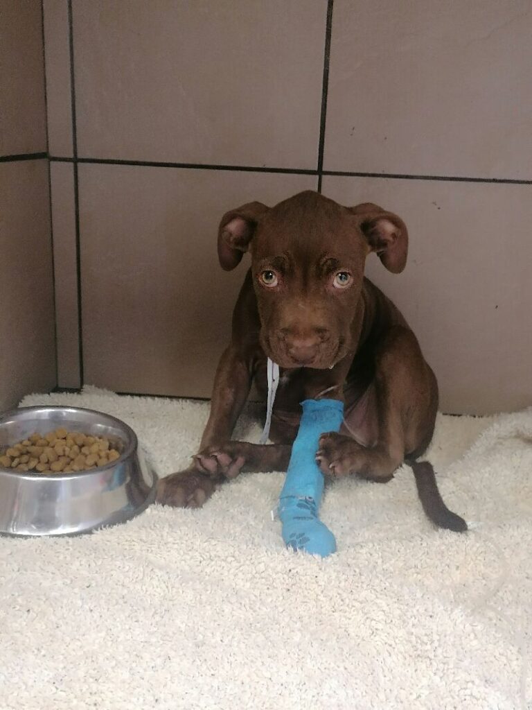 Pitbull puppy with parvo at the vet clinic with a blue bandage on his front leg.