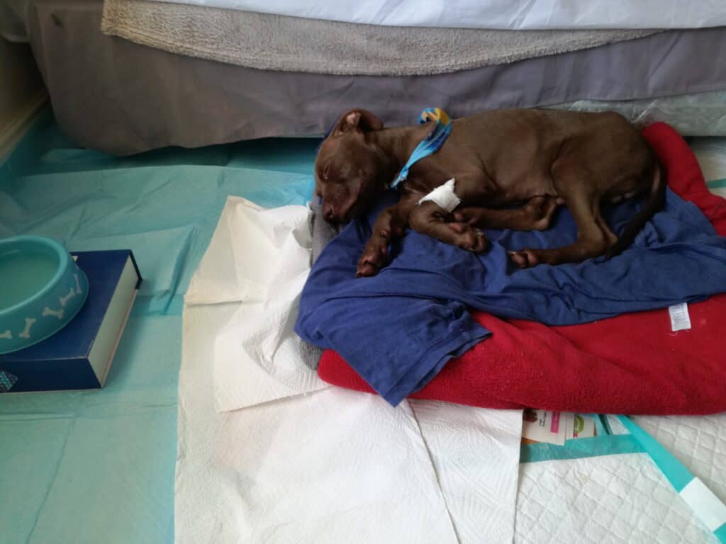 Dog resting on bed with bandage, showing signs of cancer treatment.