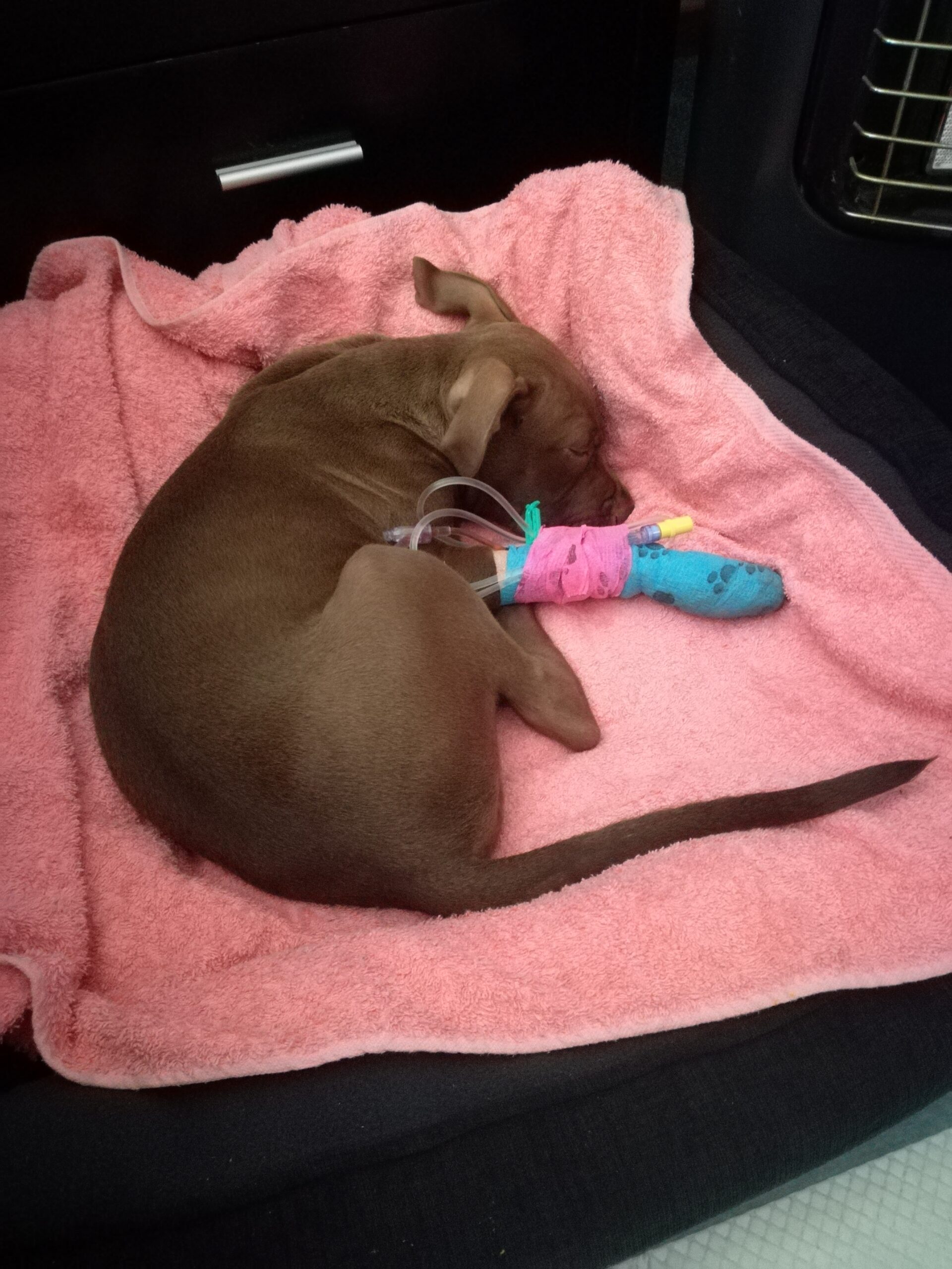 How My Dog Survived Parvo