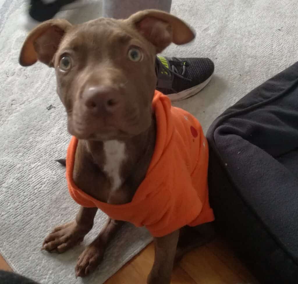 Pitbull puppy with parvovirus