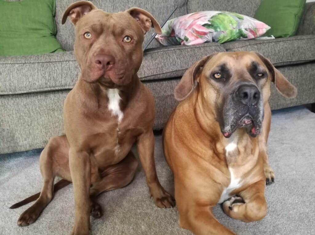 Pitbull and Boerboel sitting next to one another