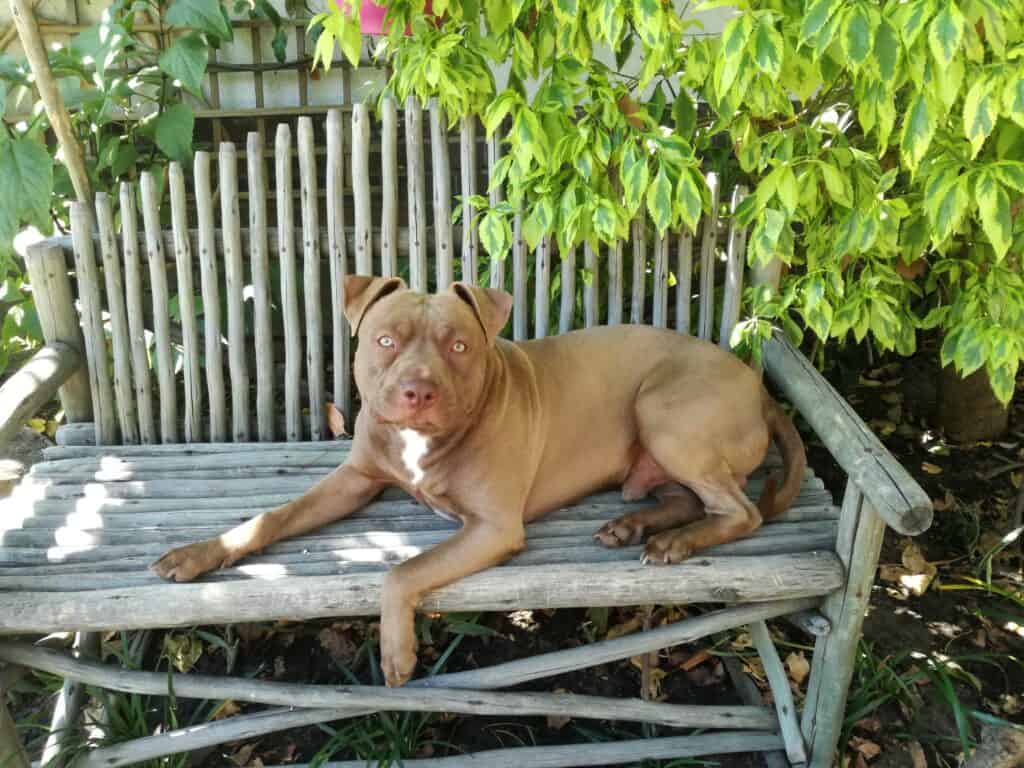 Brown pitbull lying on a garden bench.