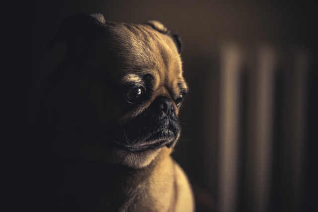 a depressed pug 