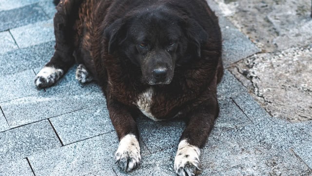Dog lying on pavement, discussing steroid use for canine cancer treatment.
