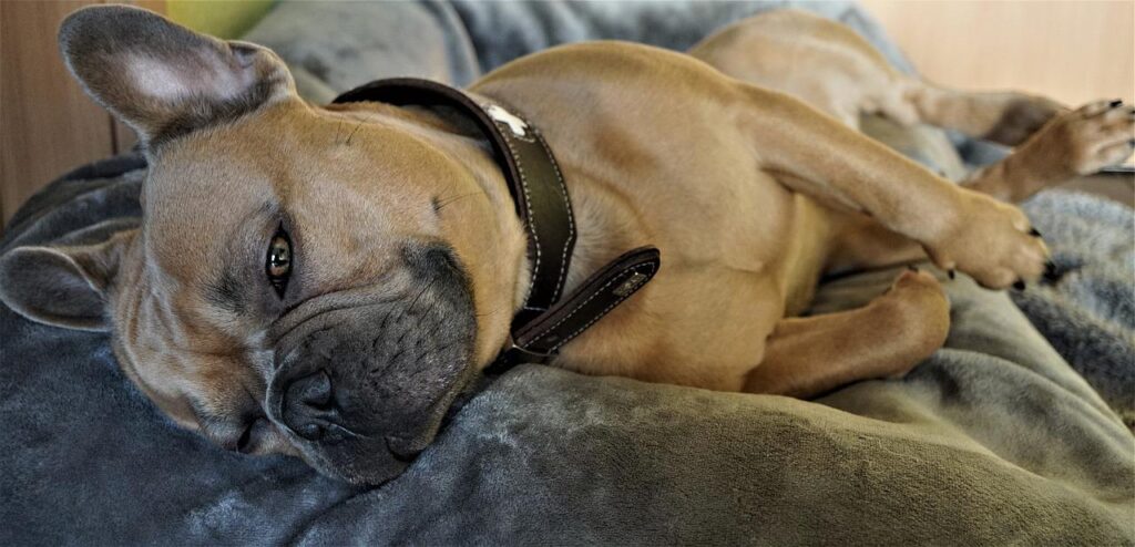 A beige French Bulldog lying on a gray blanket.
