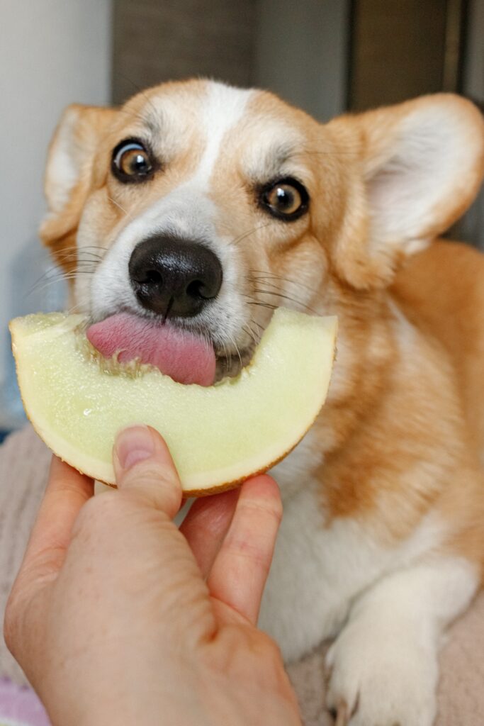 A corgi eating an apple slice.