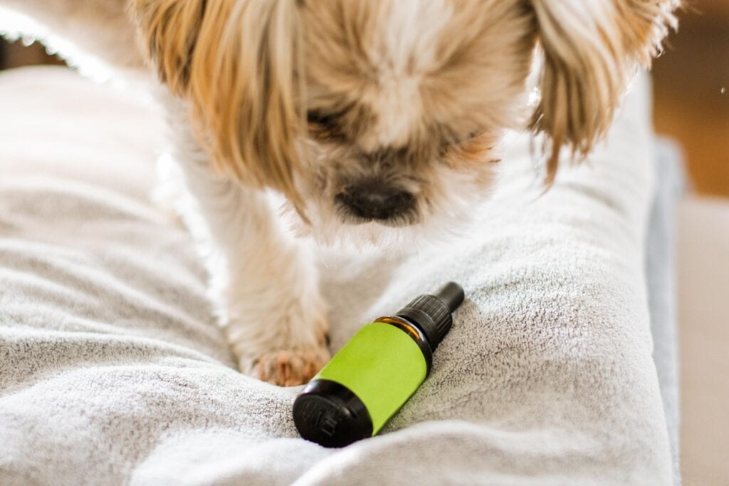 A dog pawing at a bottle of CBD waiting for the next dose.