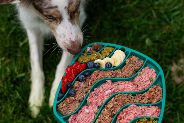 A dog is about to eat a wholesome meal of fruits rich in vitamin C and raw ground meat. 