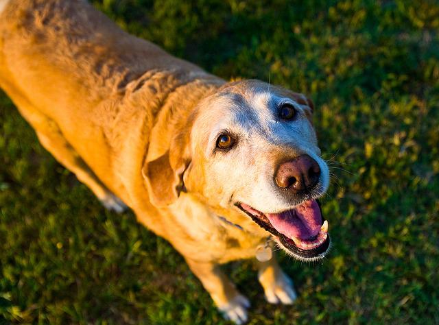 An old golden retriever with a gray face.
