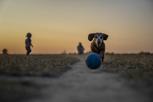 Senior dachshund with good joints running