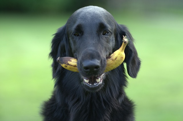 The Safest Fruits and Vegetables for Dogs