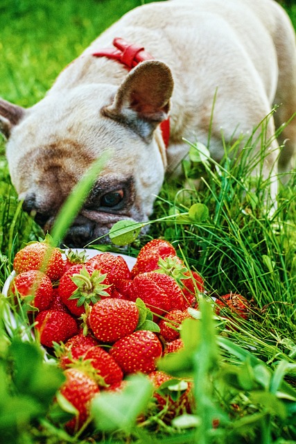 French bulldog sniffing strawberries that are healthy for dogs to eat.