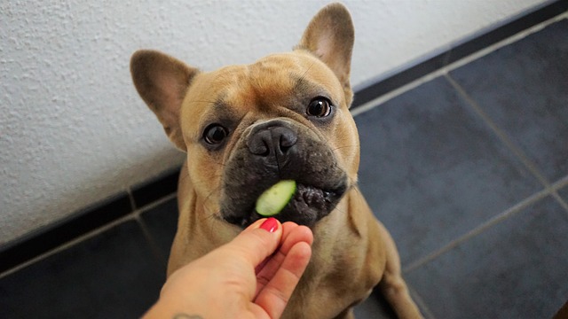 A brown French bulldog eats a slice of cucumber.