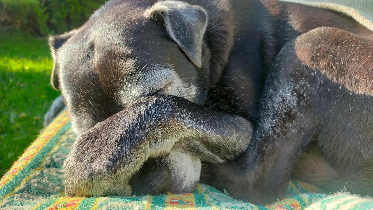 Treatments to Manage Your Pet’s Arthritis