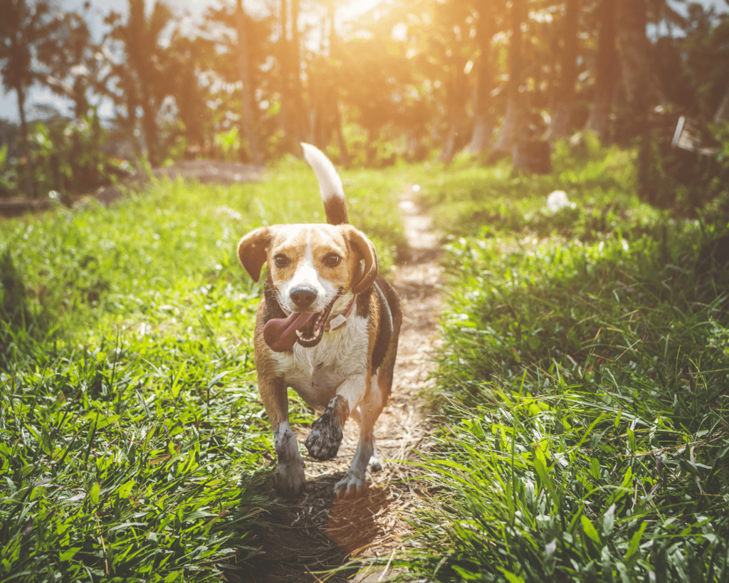 A Beagle with a healthy weight and good joints happily running down a path