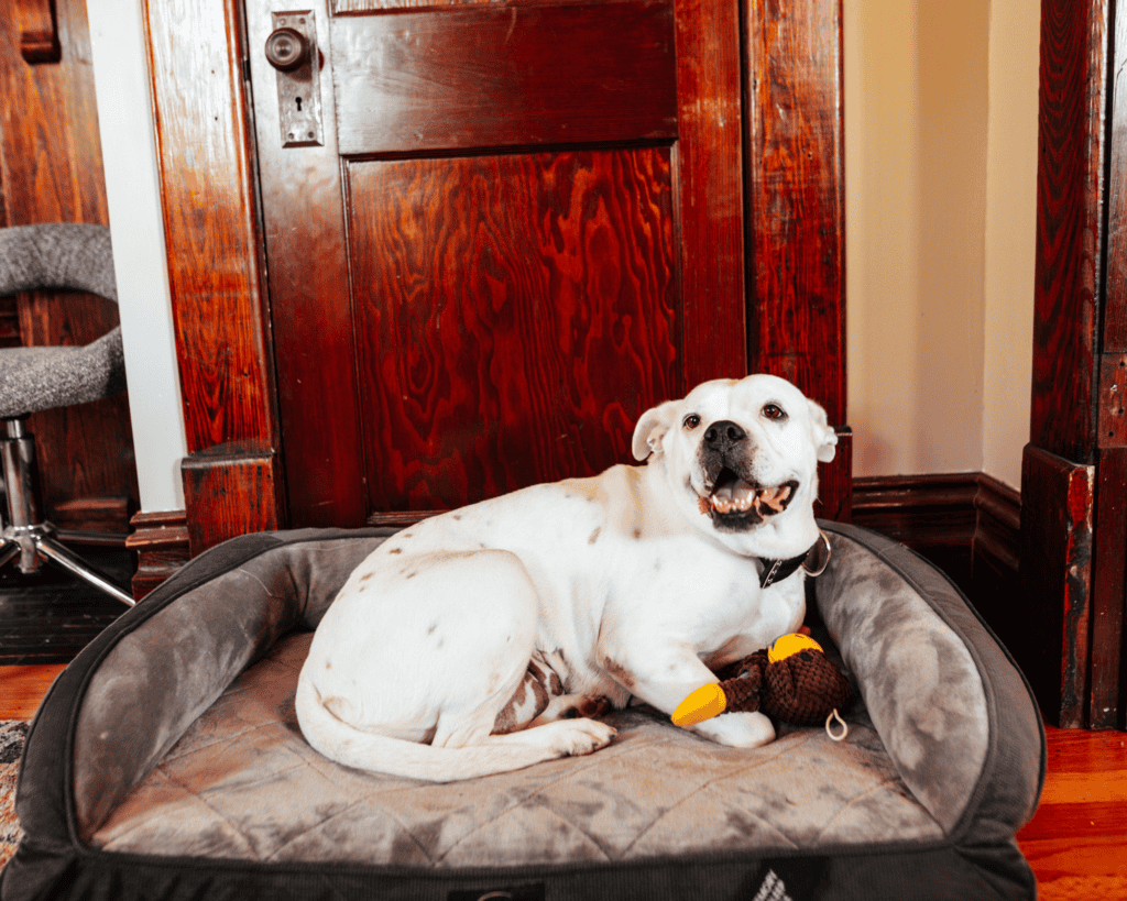 An old white pitbull with tired joints lying on a bed