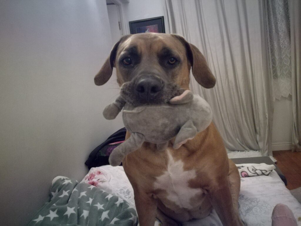 Boerboel with smooth coat after recovering from a skin infection and allergies. 