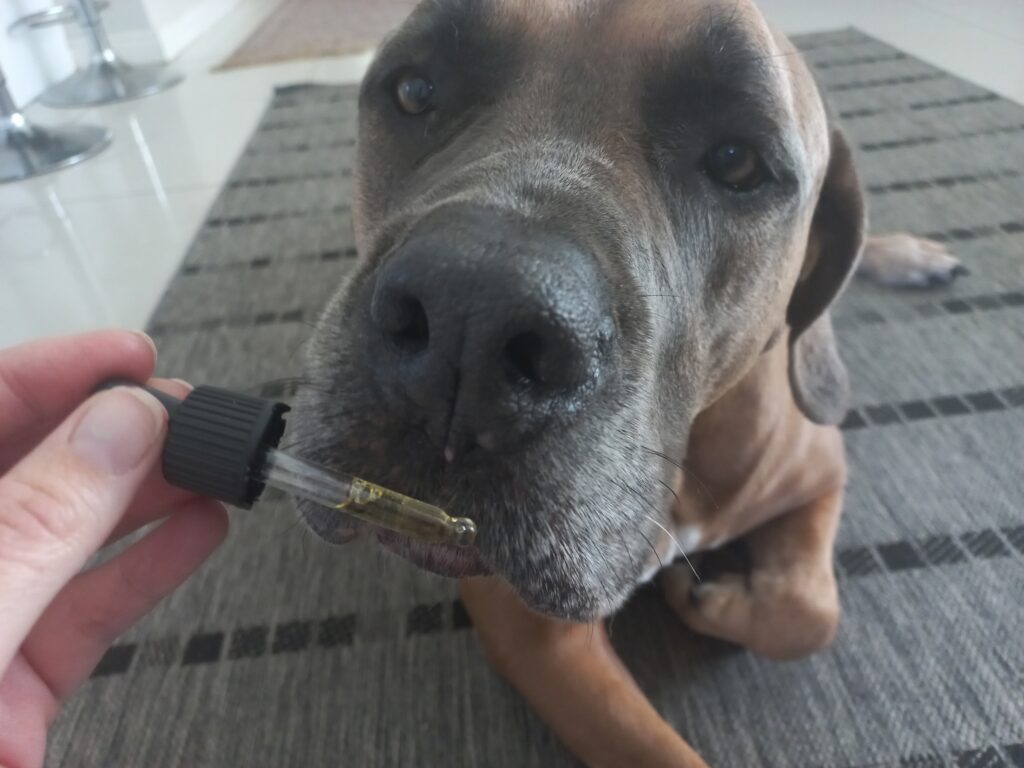 Brown dog sniffing a dropper of CBD oil while laying on a gray mat.