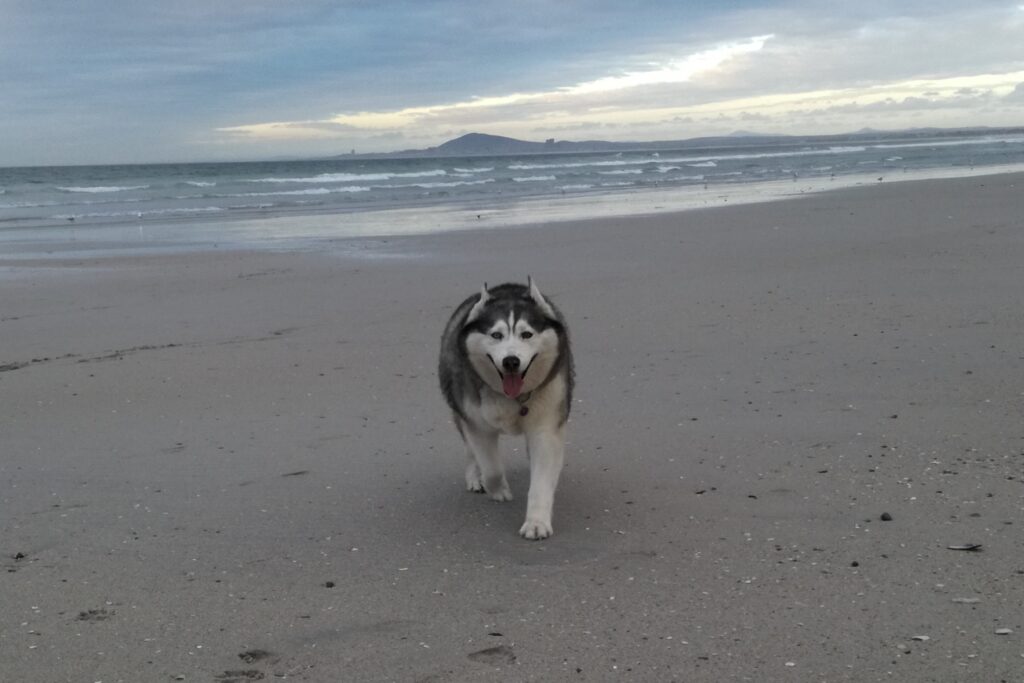 gray and white husky happily walking on a beach, enjoying his time after a bone cancer diagnosis.