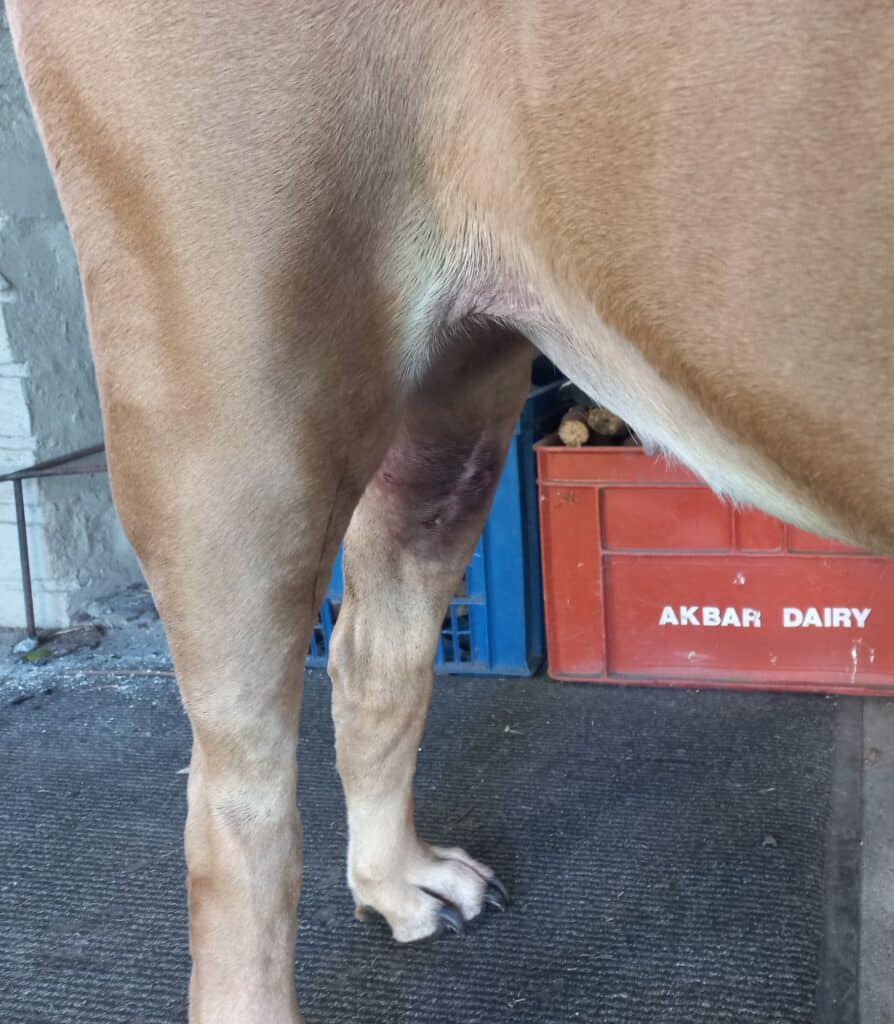 Post-TPLO surgery infection in the leg of a large breed dog.