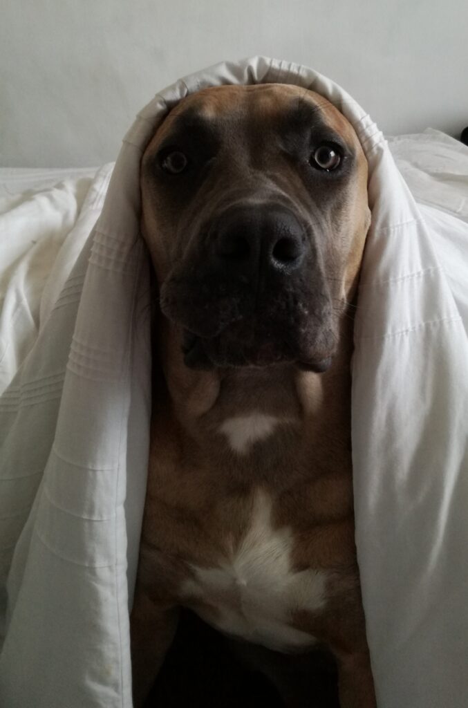 A boerboel sitting with a white blanket over her head keeping warm in winter. 