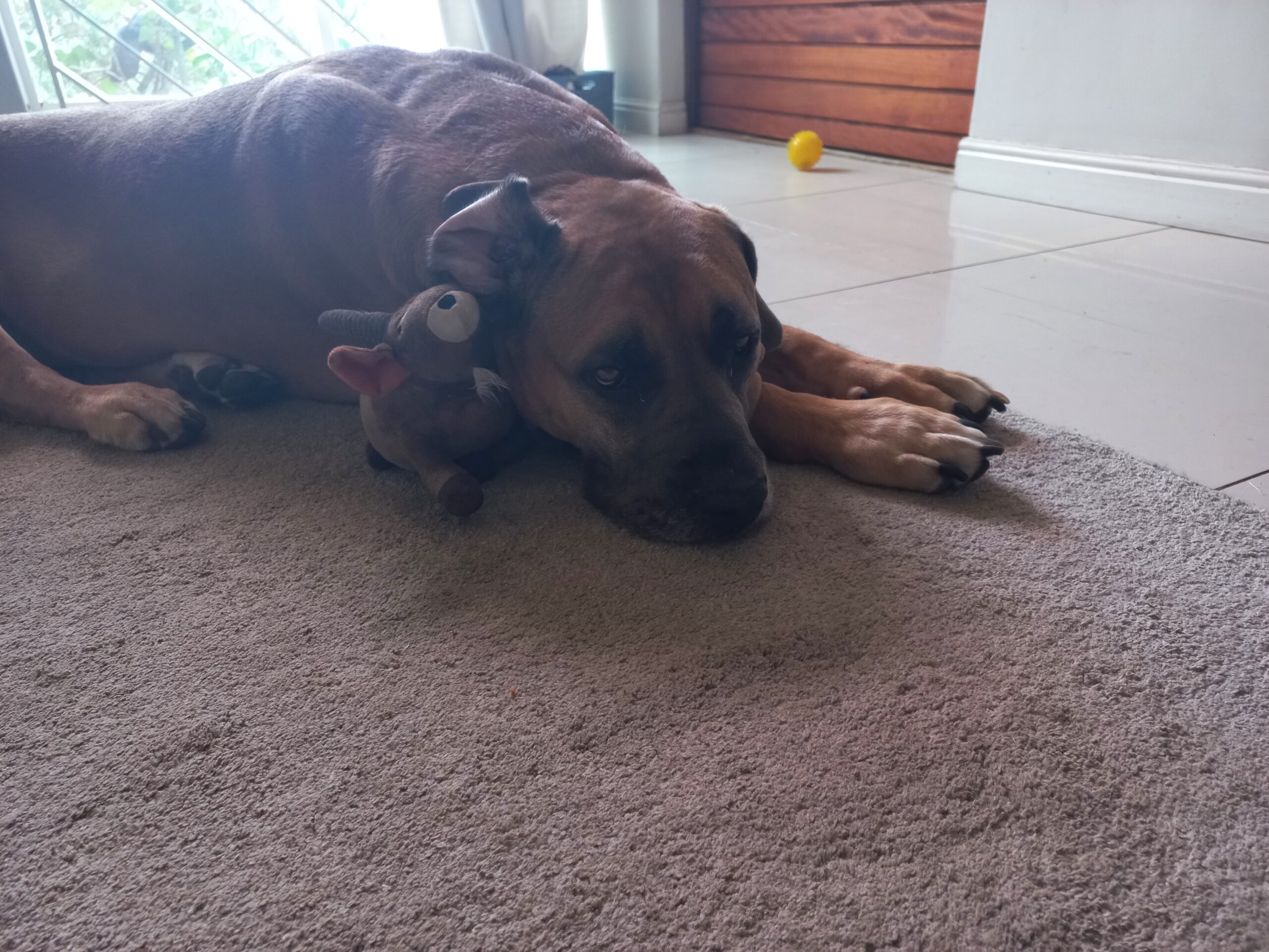 Brown dog lying on a gray carpet with her toy.