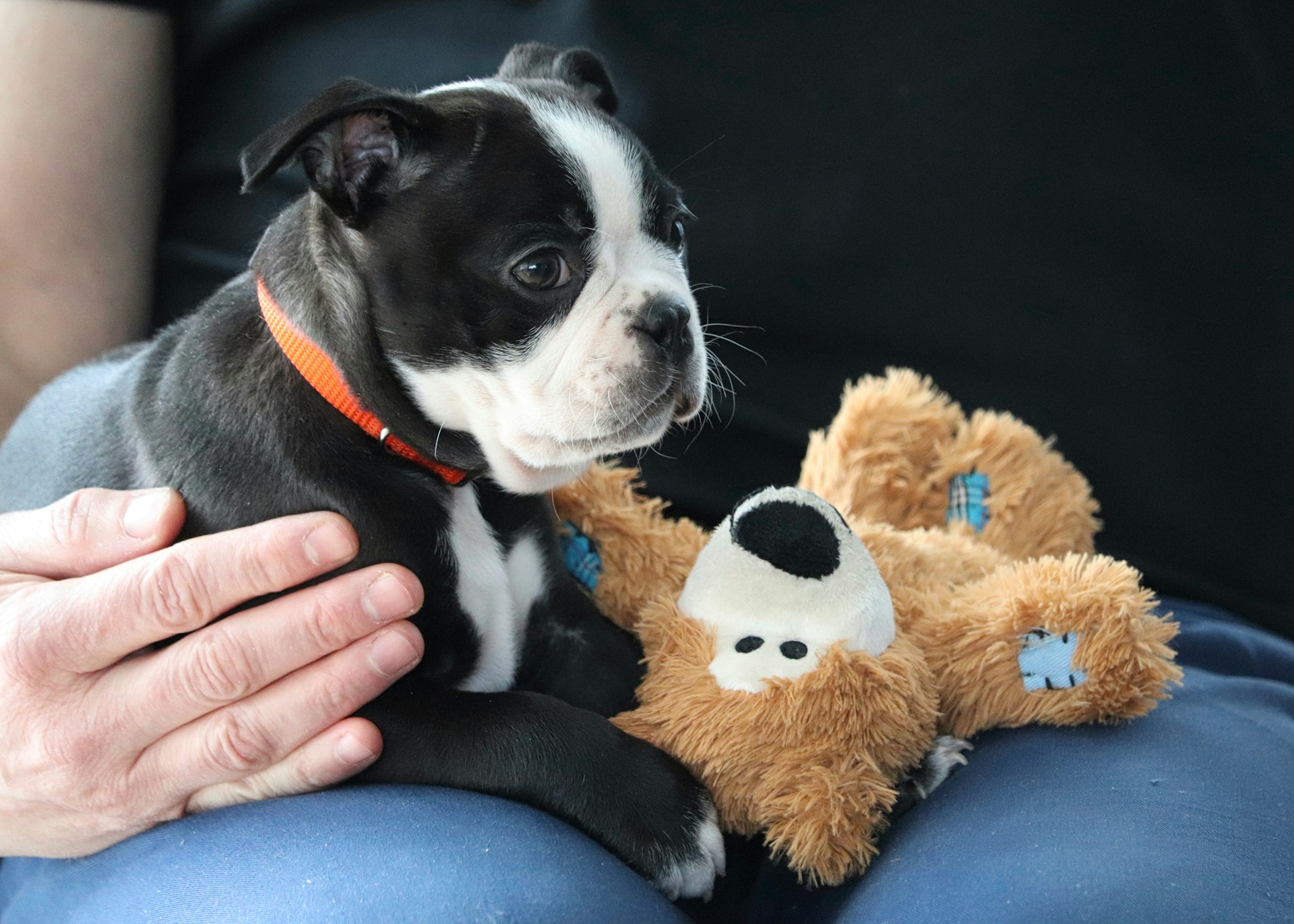 a black and white dog lying on a couch with a brown teddy bear being petted by its owner.