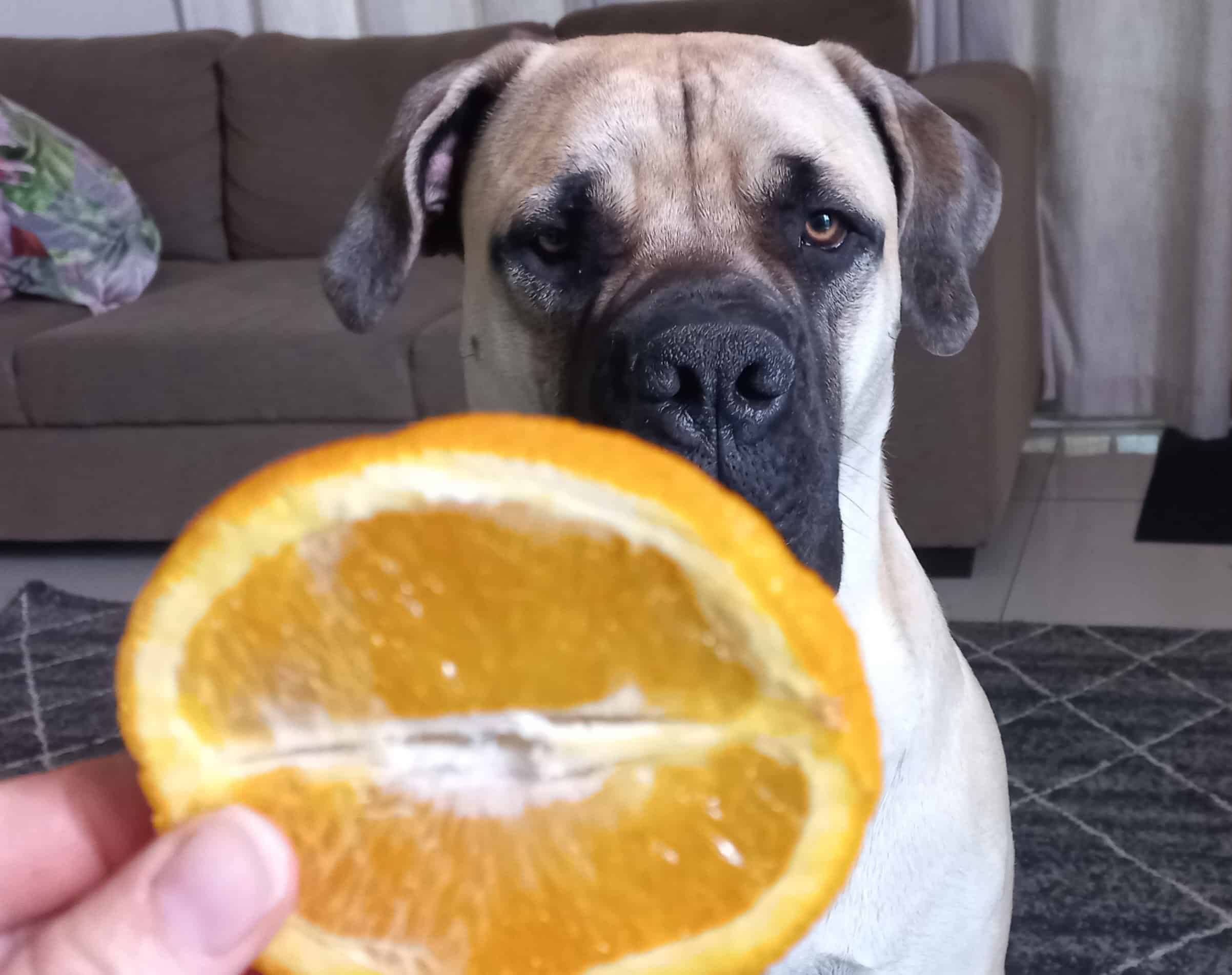 Vitamin C for Pets: Benefits and Its Role in Fighting Dog & Cat Cancer