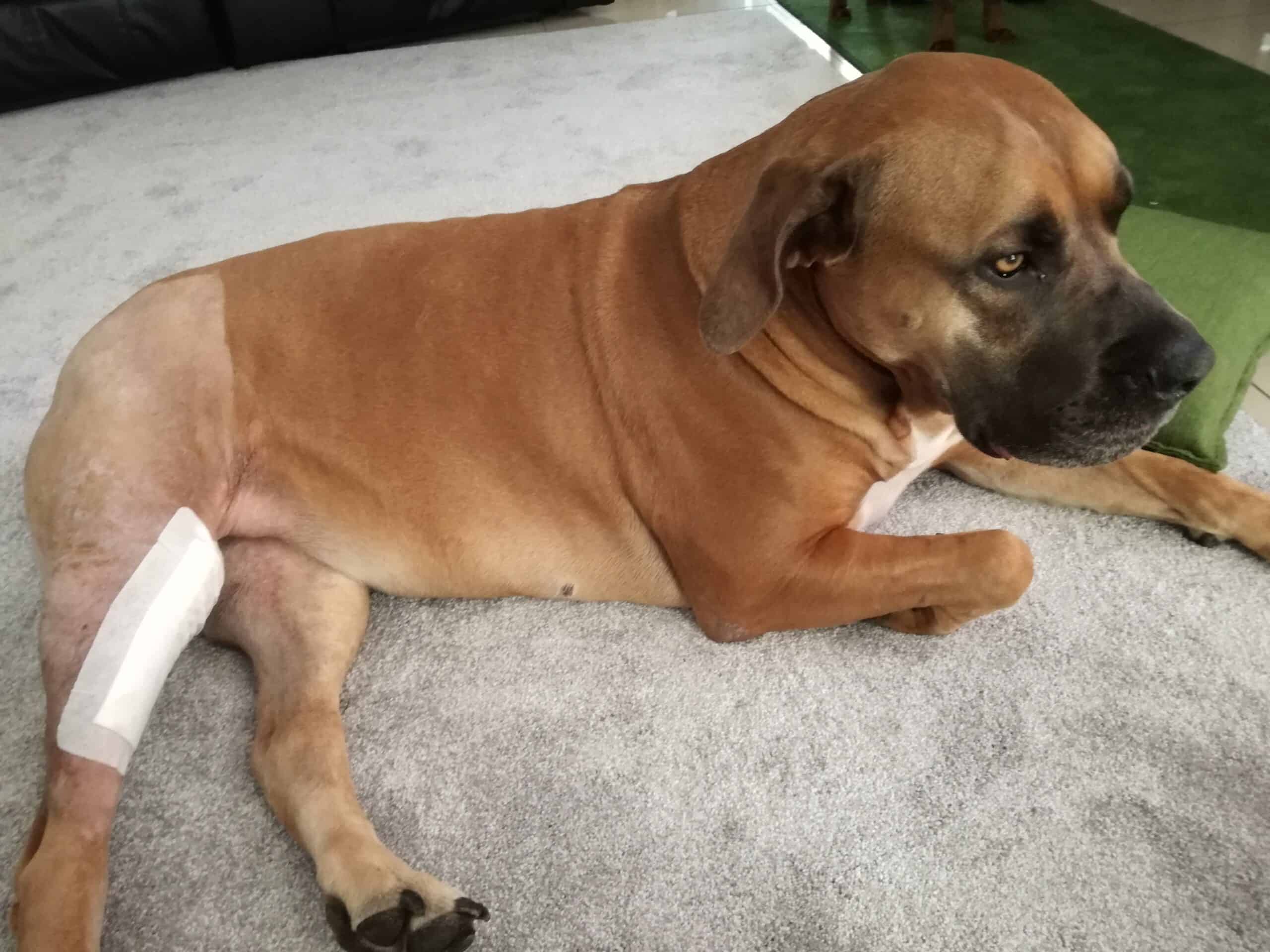 What to Expect When Your Dog Needs TPLO Surgery