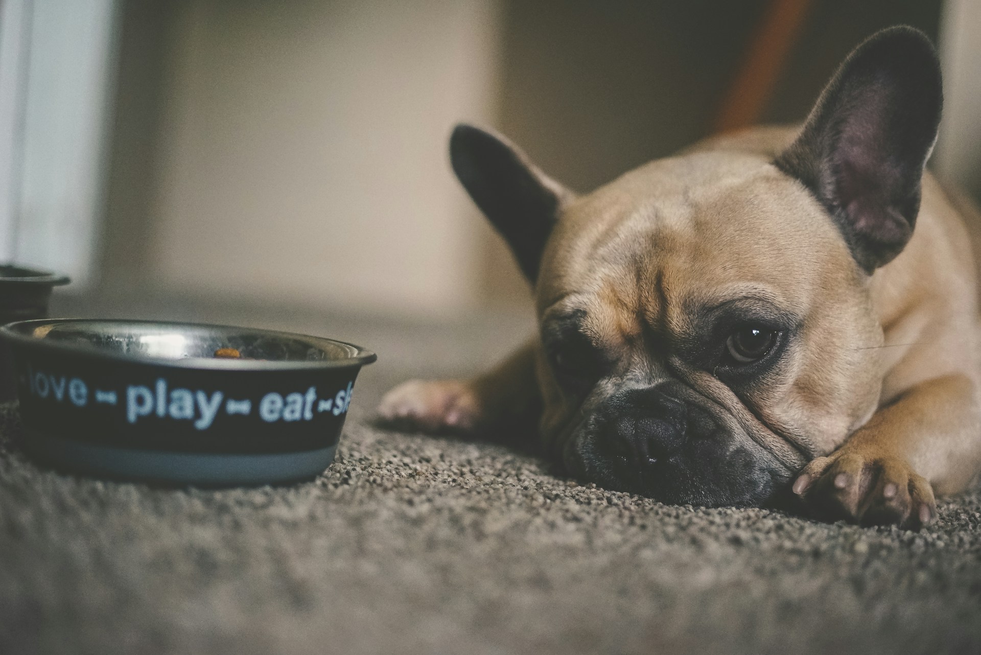 Is There a Connection Between Dry Dog Food and Cancer in Pets?