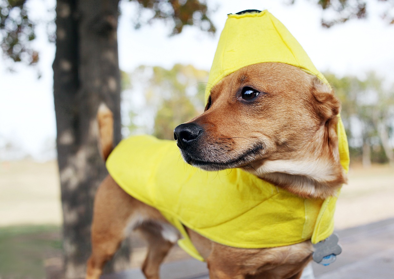 The Safest Fruits and Vegetables for Dogs