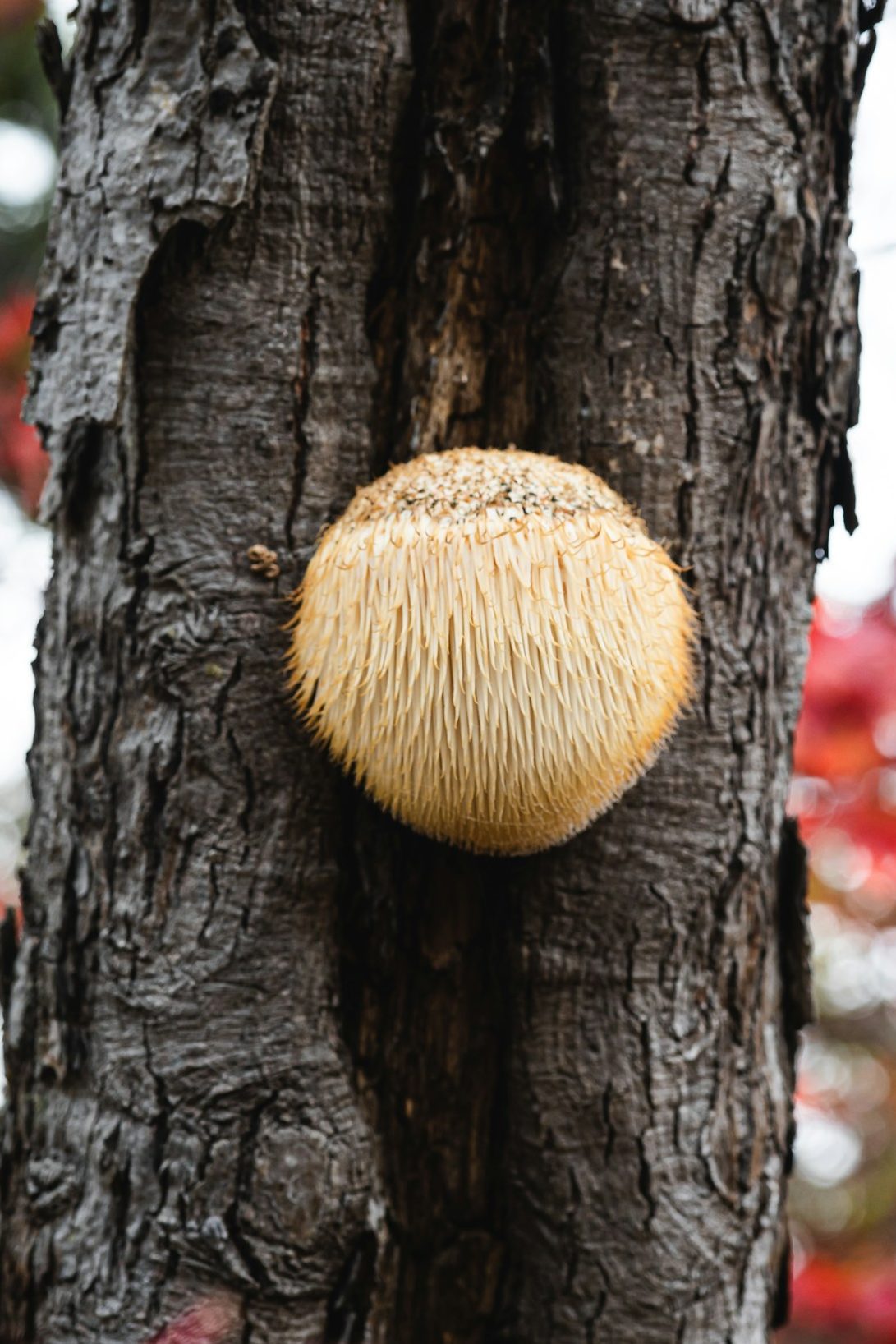 lion's mane mushroom on a tree trunk