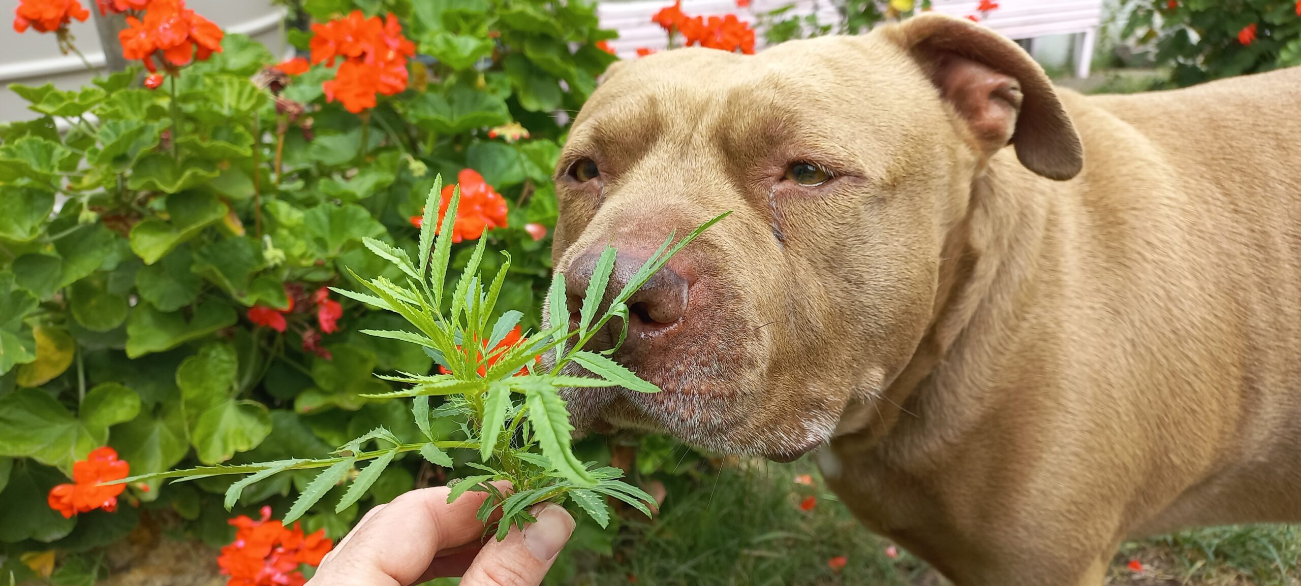 brown dog sniffing a hemp plant