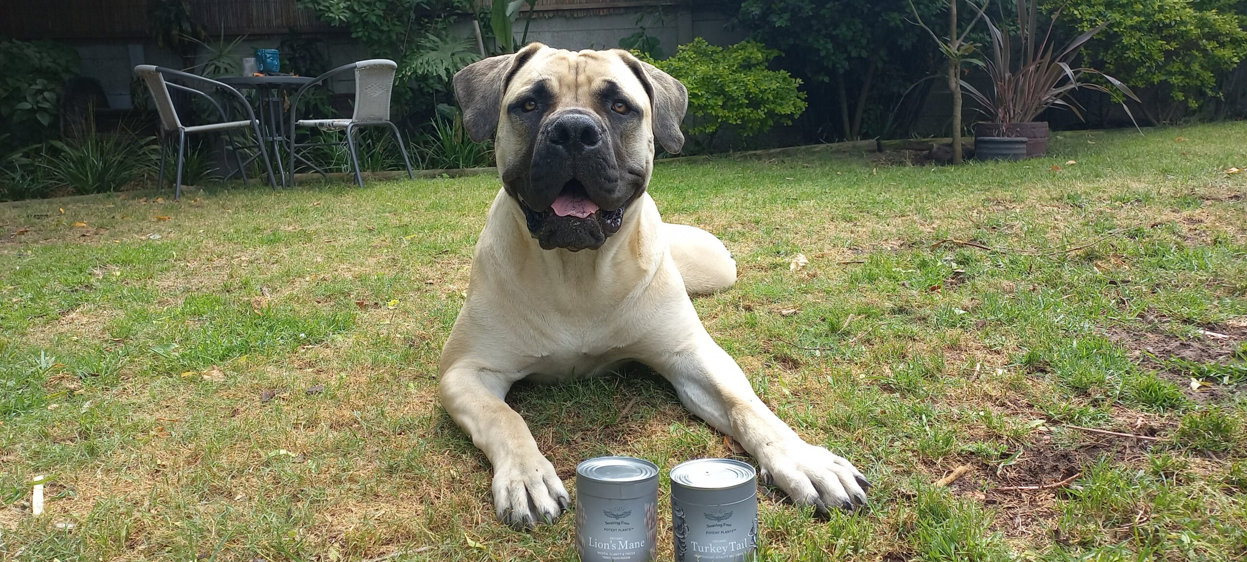 A large dog posing with two cans of turkey tail mushroom and lion's mane mushroom powder.