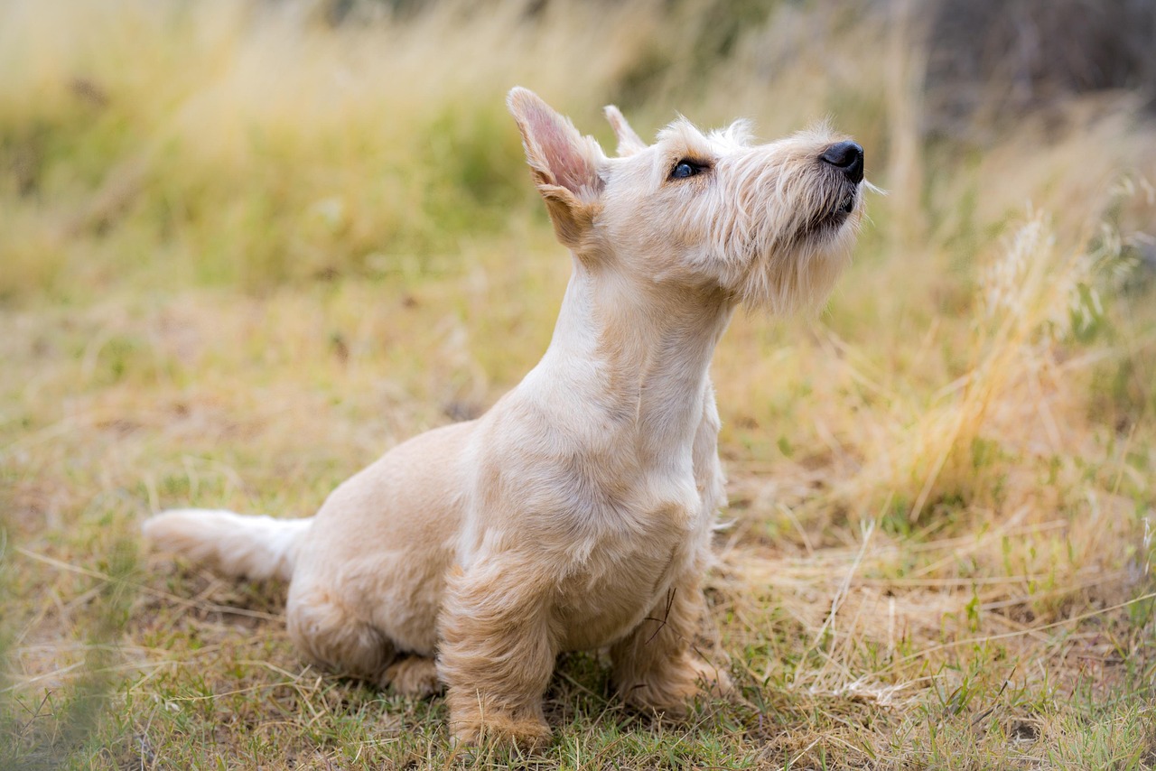 small white terrier sitting on grass looking up.
