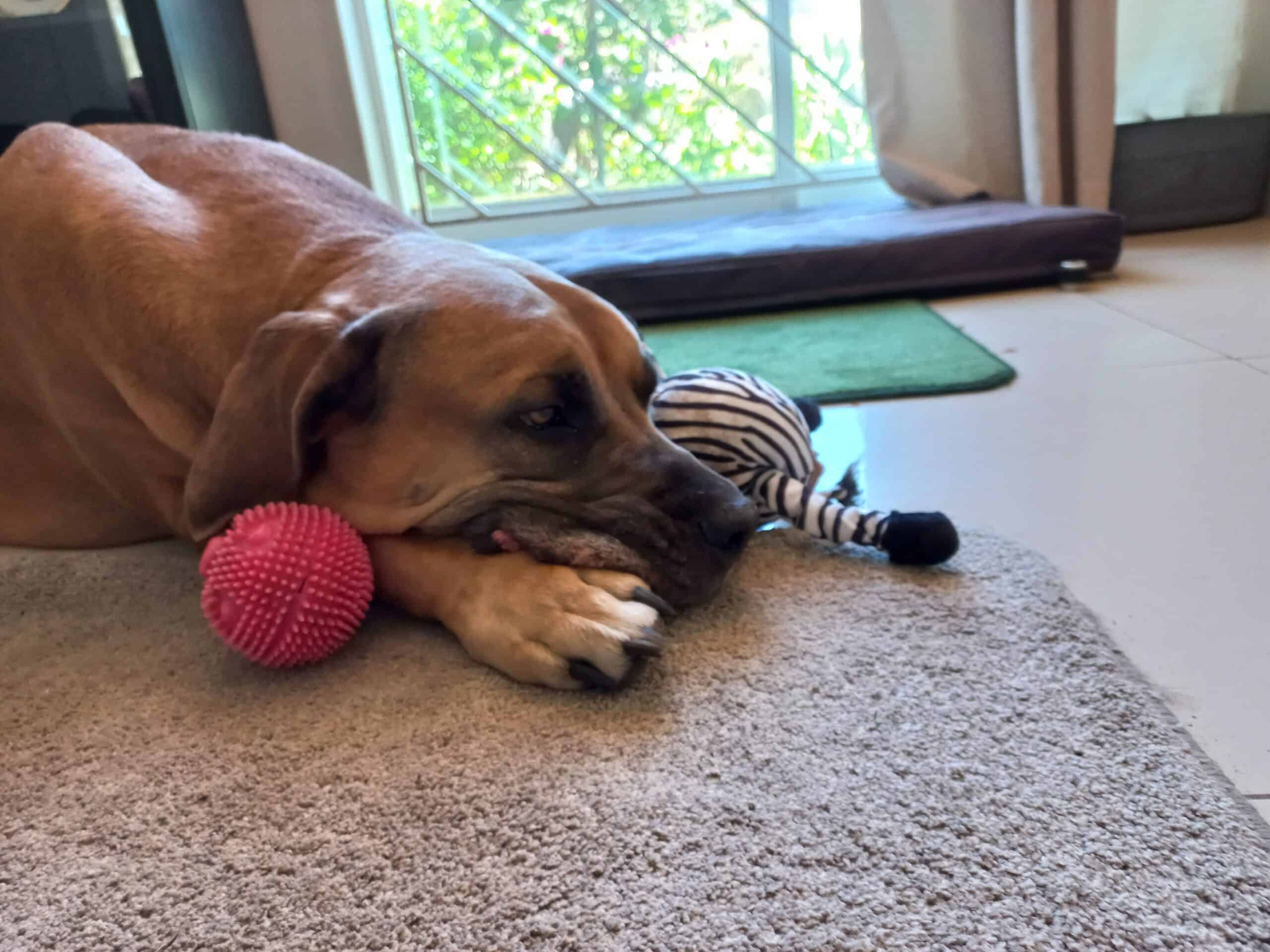 What You Should Know About Hemangiosarcoma in Dogs