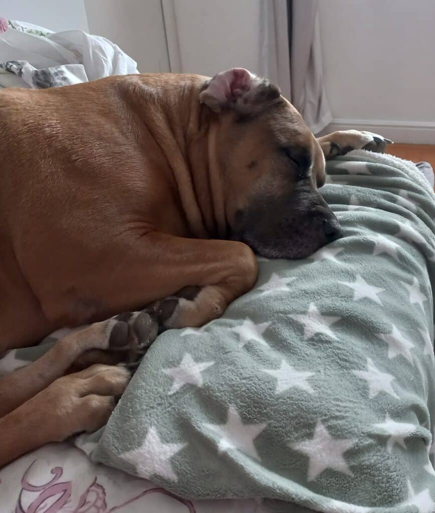 Dog resting peacefully on a star-patterned blanket during chemotherapy treatment.